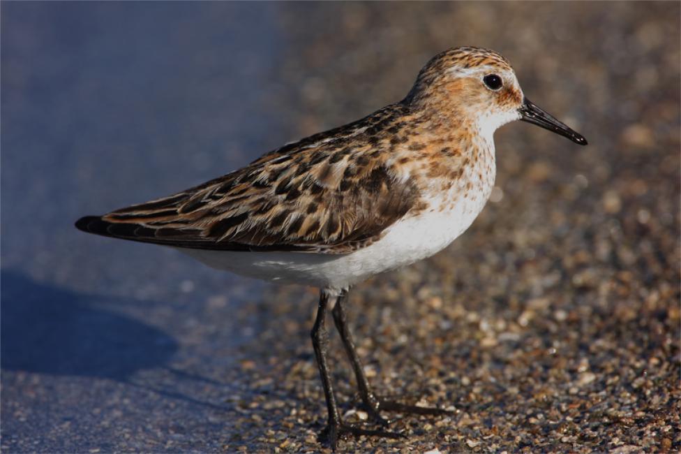 Correlimos menudo (Calidris minuta)